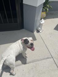 Found/Stray Unknown Dog last seen off everglades boulevard in golden gate ests, Naples, FL 34117