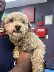 Shelter Stray Male Dog last seen Memphis, TN 38134, Bartlett, TN 38134