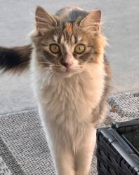 Lost Female Cat last seen S45th Avenue and Euclid Avenue, Phoenix, AZ 85339