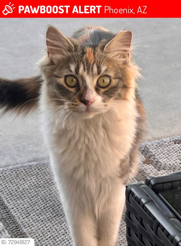 Lost Female Cat last seen S45th Avenue and Euclid Avenue, Phoenix, AZ 85339