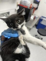 Shelter Stray Female Cat last seen Oakland, CA 94605, Oakland, CA 94601