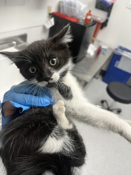Shelter Stray Female Cat last seen Oakland, CA 94605, Oakland, CA 94601