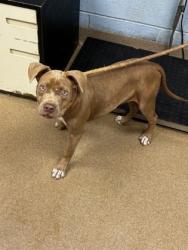 Shelter Stray Female Dog last seen Near winter rose ct dunwoody ga 30360, 30360, GA, Atlanta, GA 30341