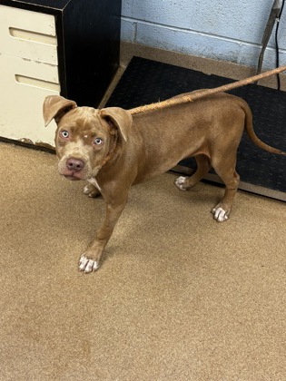 Shelter Stray Female Dog last seen Near winter rose ct dunwoody ga 30360, 30360, GA, Atlanta, GA 30341