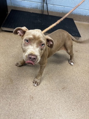 Shelter Stray Female Dog last seen Near winter rose ct dunwoody ga 30360, 30360, GA, Atlanta, GA 30341