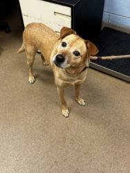 Shelter Stray Male Dog last seen Near Valley Brook Road Decatur, 30032, 30032, GA, Atlanta, GA 30341