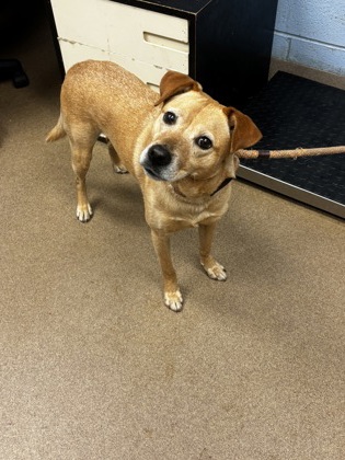 Shelter Stray Male Dog last seen Near Valley Brook Road Decatur, 30032, 30032, GA, Atlanta, GA 30341