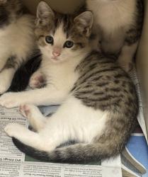 Shelter Stray Female Cat last seen Near Trent Walk DR Lithonia, GA 30038, 30038, GA, Atlanta, GA 30341