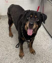 Shelter Stray Male Dog last seen Near E 109th St, 64134, MO, Kansas City, MO 64132