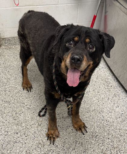 Shelter Stray Male Dog last seen Near E 109th St, 64134, MO, Kansas City, MO 64132