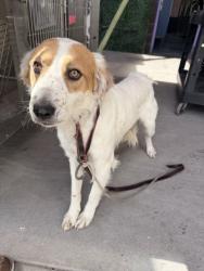 Shelter Stray Male Dog last seen El Paso, TX 79927, Fort Bliss, TX 79906