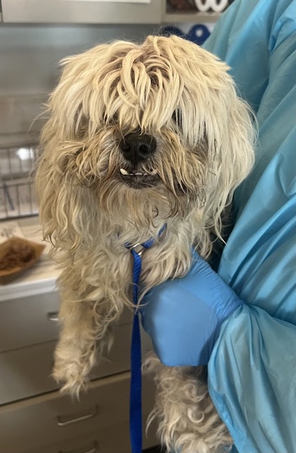 Shelter Stray Male Dog last seen W Kofoid Ave & S Kincaid Ave, Caruthers Zone Fresno CO 1B 93609, CA, Fresno, CA 93706