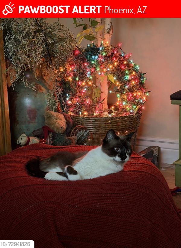 Lost Female Cat last seen Los Olivos Park, Phoenix, AZ 85017