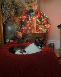 Lost Female Cat last seen Los Olivos Park, Phoenix, AZ 85017