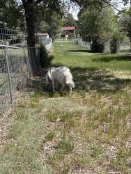 Reunited Female Dog last seen Brady road and prong horn lane, Colorado Springs, CO 80915