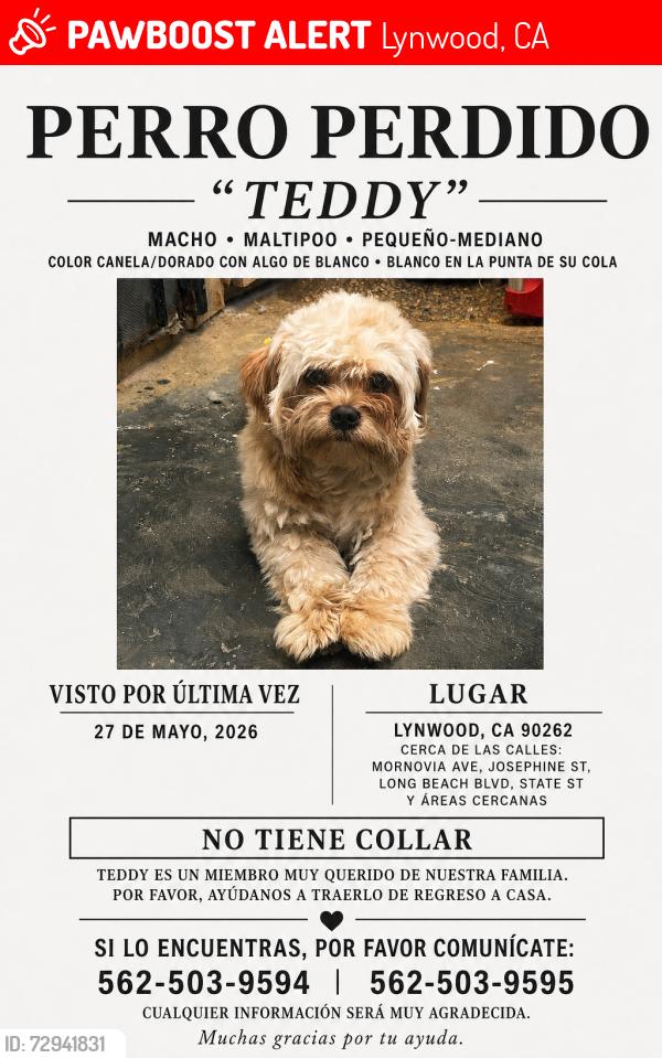 Lost Male Dog last seen Monrovia y Josephine st , Lynwood, CA 90262
