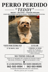Lost Male Dog last seen Monrovia y Josephine st , Lynwood, CA 90262