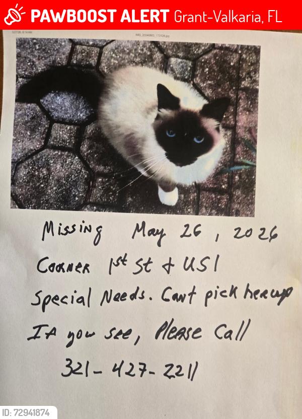 Lost Female Cat last seen 1st and US 1 near docks, Grant-Valkaria, FL 32949