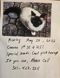 Lost Female Cat last seen 1st and US 1 near docks, Grant-Valkaria, FL 32949