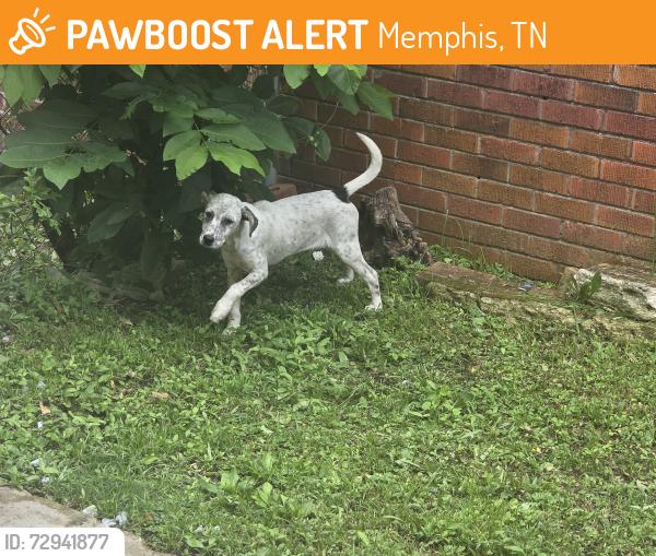 Found/Stray Unknown Dog last seen Goodlett, Memphis, TN 38111