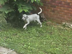 Found/Stray Unknown Dog last seen Goodlett, Memphis, TN 38111