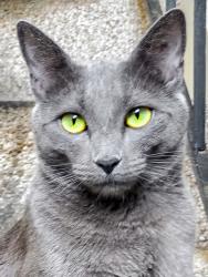 Reunited Male Cat last seen Near Pollard Rd, Los Gatos, CA 95032, USA, Los Gatos, CA 95032
