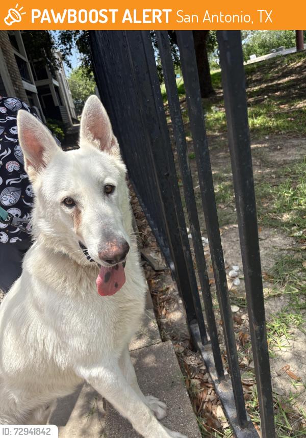 Found/Stray Male Dog last seen Near Gus Eckert rd , San Antonio, TX 78240