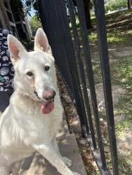 Found/Stray Male Dog last seen Near Gus Eckert rd , San Antonio, TX 78240