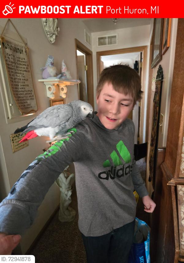 Lost Female Bird last seen Michigan Ave next to DSs Department , Port Huron, MI 48060