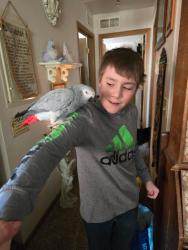 Lost Female Bird last seen Michigan Ave next to DSs Department , Port Huron, MI 48060
