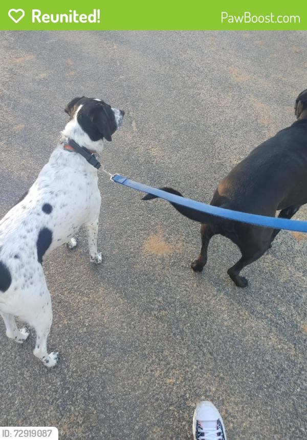 Reunited Male Dog last seen Ladysmith Road & Crump Street, Ladysmith, VA 22546