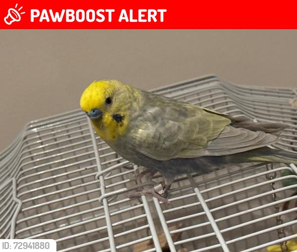 Lost Male Bird last seen On St John’s Road feltham , Greater London, England TW13 6NW