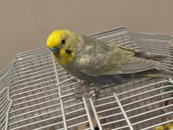 Lost Male Bird last seen On St John’s Road feltham , Greater London, England TW13 6NW