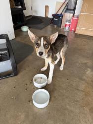 Found/Stray Male Dog last seen Violet rd , Corpus Christi, TX 78410