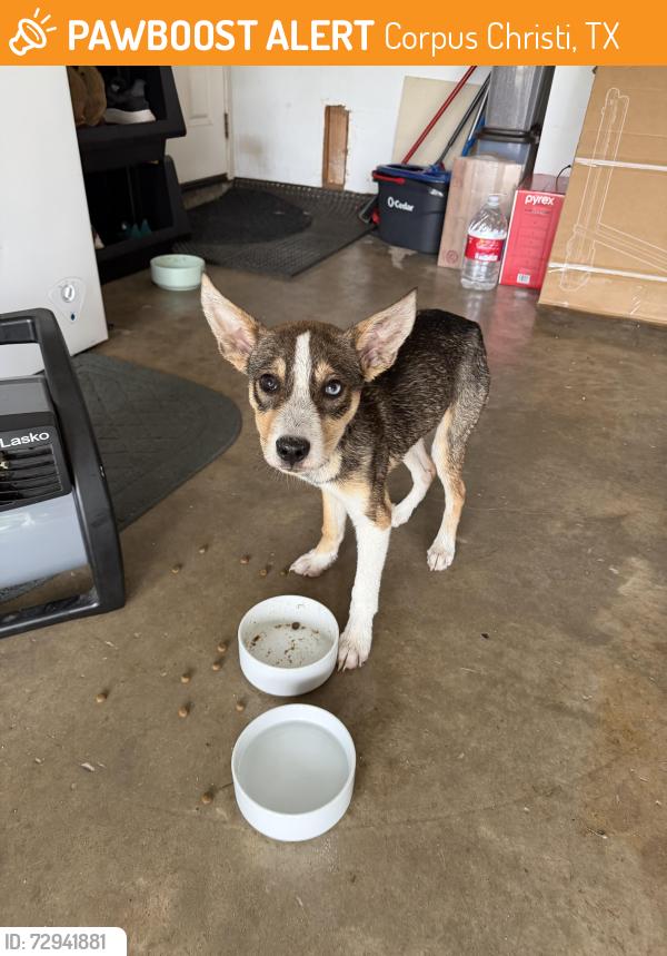 Found/Stray Male Dog last seen Violet rd , Corpus Christi, TX 78410