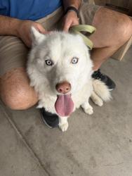 Reunited Unknown Dog last seen Ann and Cimmaron, Las Vegas, NV 89149