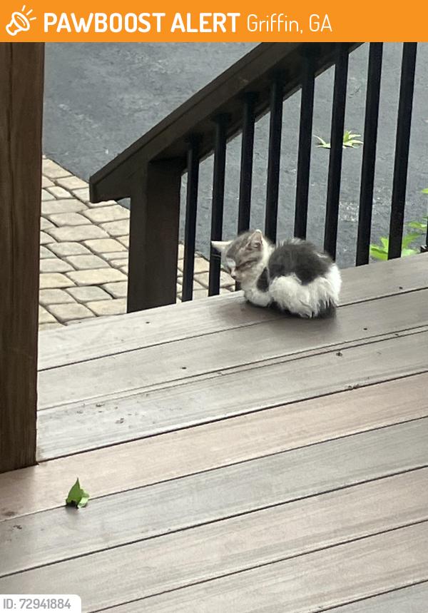 Found/Stray Unknown Cat last seen Milner Ave, Griffin, GA 30224