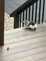 Found/Stray Unknown Cat last seen Milner Ave, Griffin, GA 30224