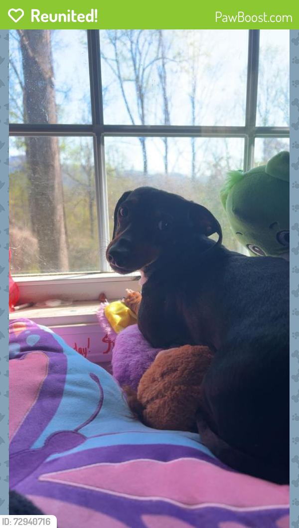 Reunited Female Dog last seen Near Hyde Town Rd, Robbinsville, NC 28771, USA, Robbinsville, NC 28771
