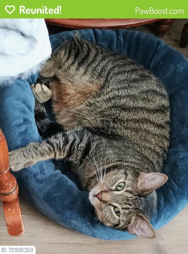 Reunited Male Cat last seen Manorford Dr and Old York Rd and Pearl Rd, Parma Heights, Oh, Parma Heights, OH 44130
