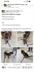 Found/Stray Unknown Dog last seen Walked into job site , Miami Beach, FL 33140
