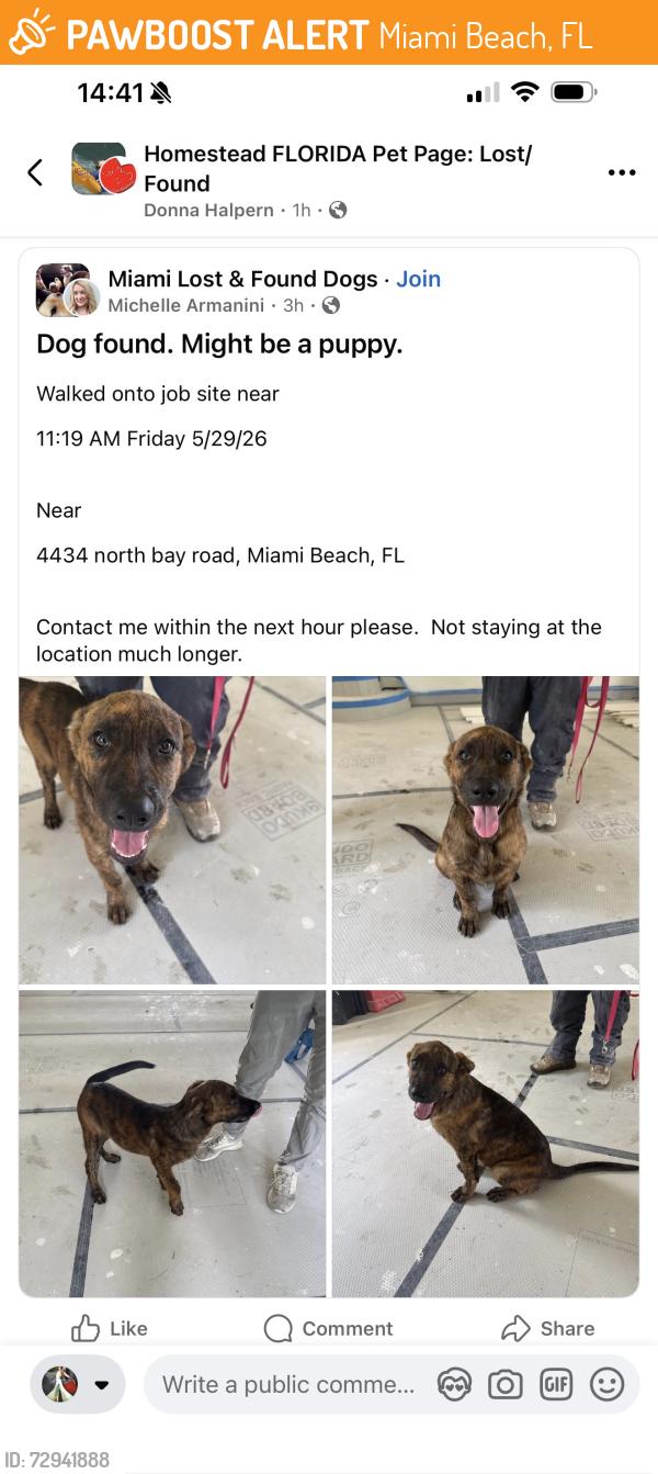 Found/Stray Unknown Dog last seen Walked into job site , Miami Beach, FL 33140