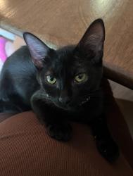 Lost Female Cat last seen Near ne 9th dr. Sammamish, Sammamish, WA 98074