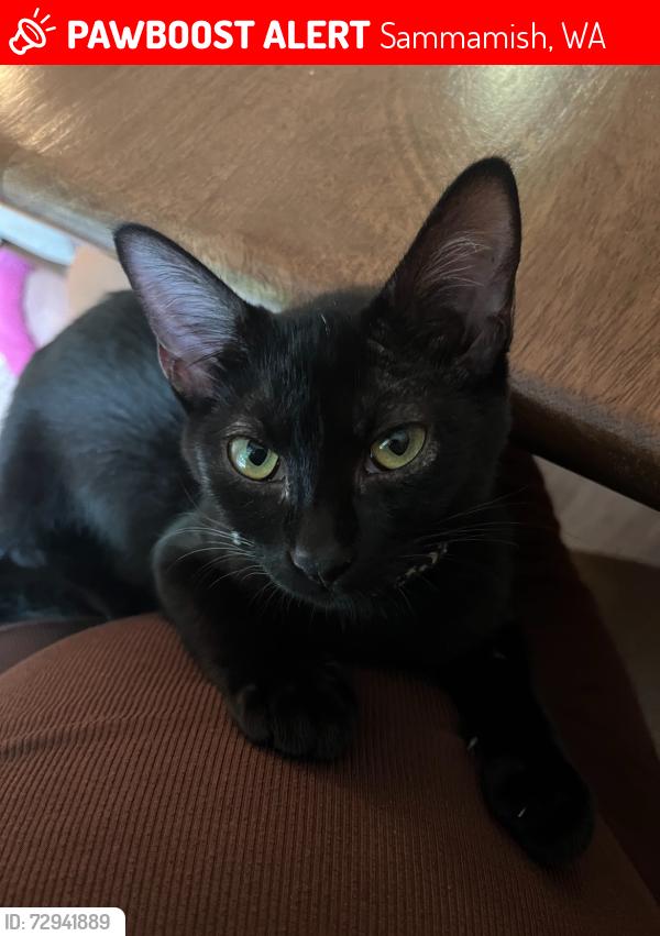 Lost Female Cat last seen Near ne 9th dr. Sammamish, Sammamish, WA 98074