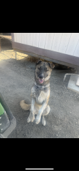 Reunited Male Dog last seen Thermal,CA, Thermal, CA 92274