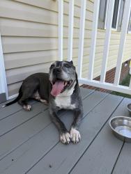 Found/Stray Male Dog last seen S cedar ave highland springs , Highland Springs, VA 23075
