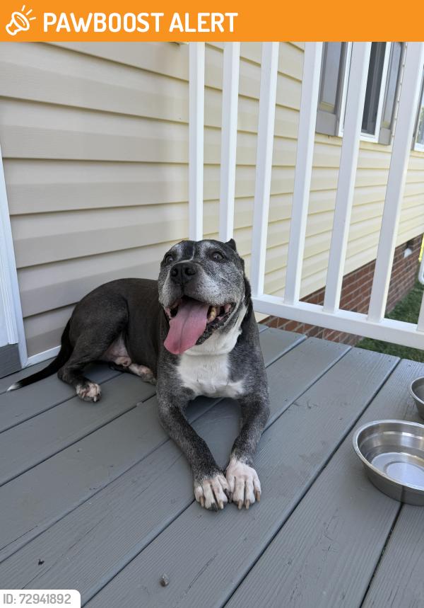 Found/Stray Male Dog last seen S cedar ave highland springs , Highland Springs, VA 23075