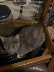 Reunited Female Cat last seen Penn ave , Elmira, NY 14904