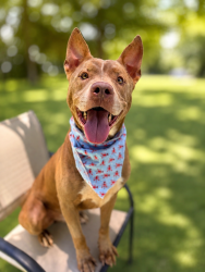 Shelter Stray Male Dog last seen LAFAYETTE, LA, 70506, 410 Dugas Rd, Lafayette, LA 70507, USA