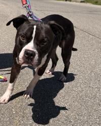Shelter Stray Male Dog last seen aylesbury st, WATERFORD, MI, 48327, Pontiac, MI 48341